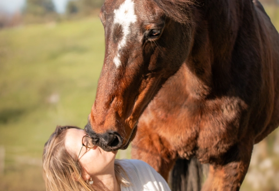 Comprendre et accompagner votre cheval, où qu'il soit